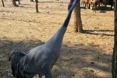 IMG-20260501-WA0012