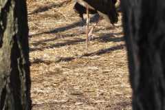 IMG-20260501-WA0013