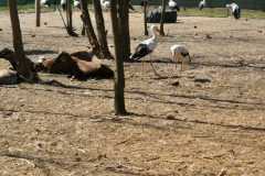 IMG-20260501-WA0014