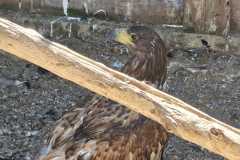 IMG-20260501-WA0015