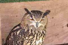 IMG-20260501-WA0016