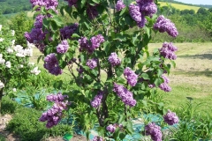 arboretum-wojslawice-2023_051