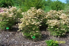 arboretum-wojslawice-2023_057