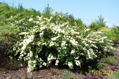arboretum-wojslawice-2023_059