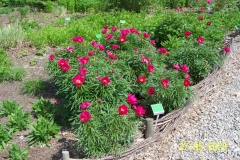 arboretum-wojslawice-2023_066