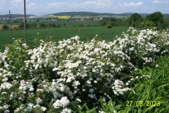 arboretum-wojslawice-2023_124