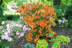 arboretum-wojslawice-2023_147