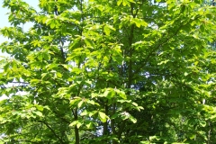 arboretum-wojslawice-2023_173