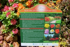 arboretum-wojslawice-2023_192