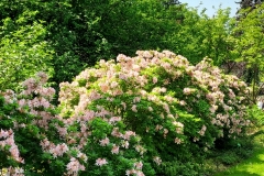 arboretum-wojslawice-2023_242