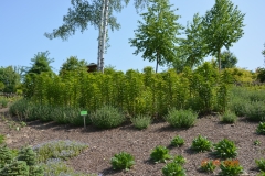 arboretum-wojslawice-2023_324