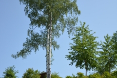 arboretum-wojslawice-2023_325
