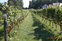 zielona-gora_101